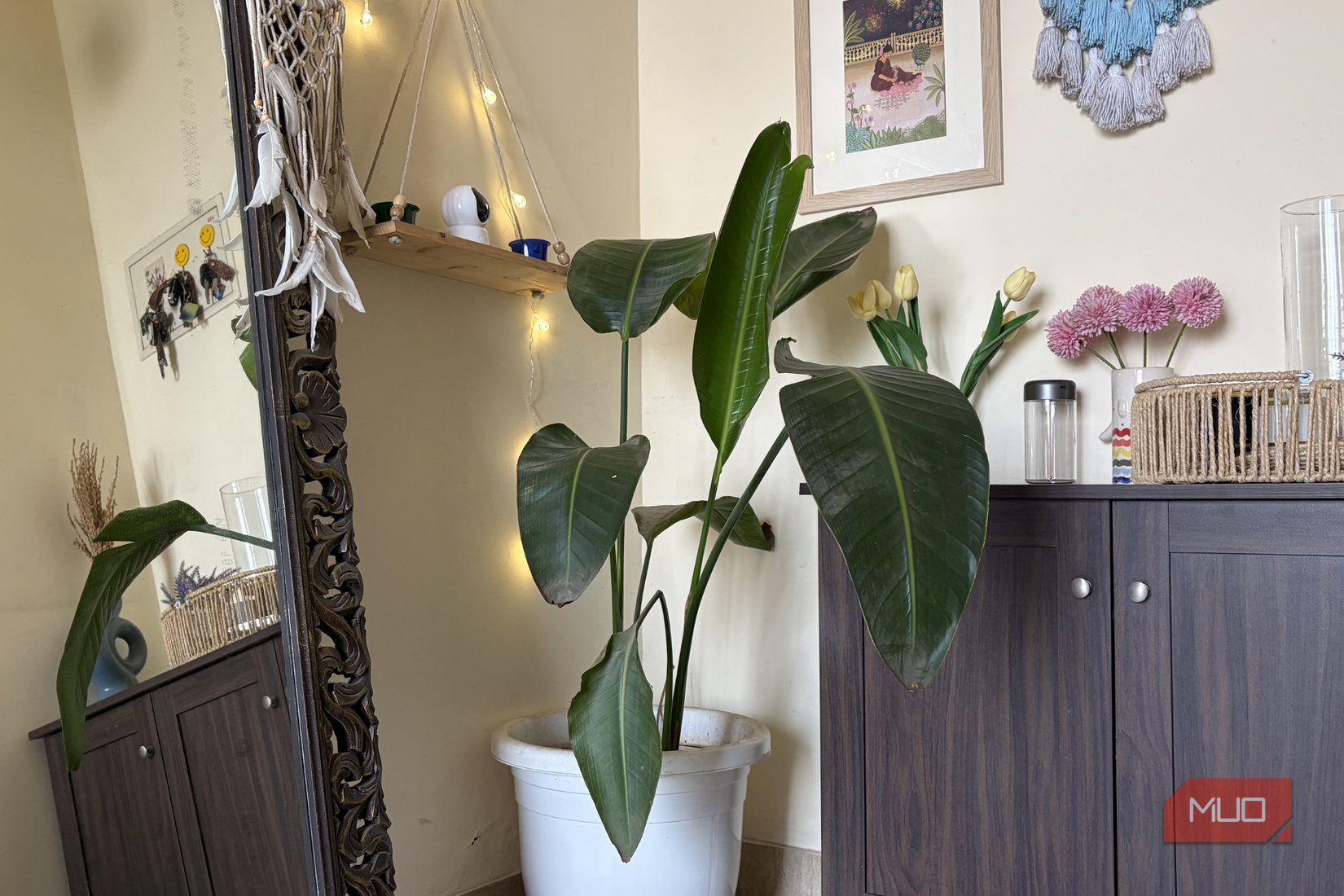 Банановое растение, также известное как Муса, хранится в большом