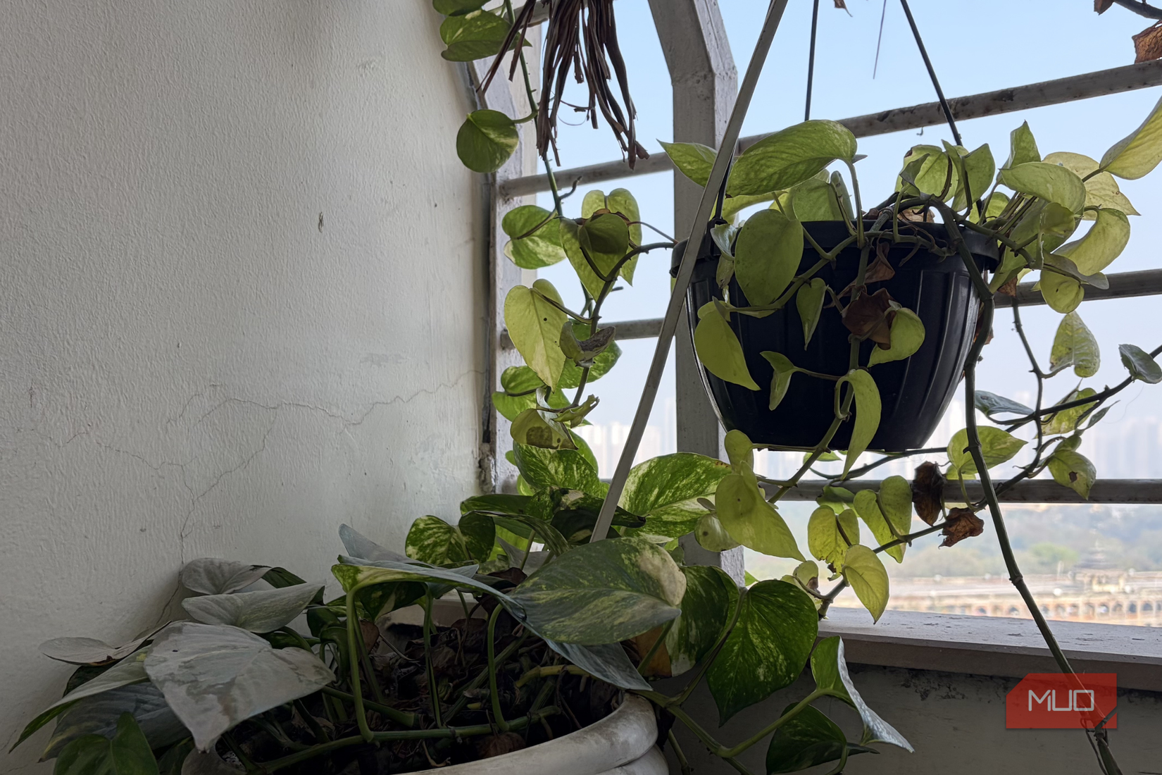 Денежное растение вьющееся в домашних условиях