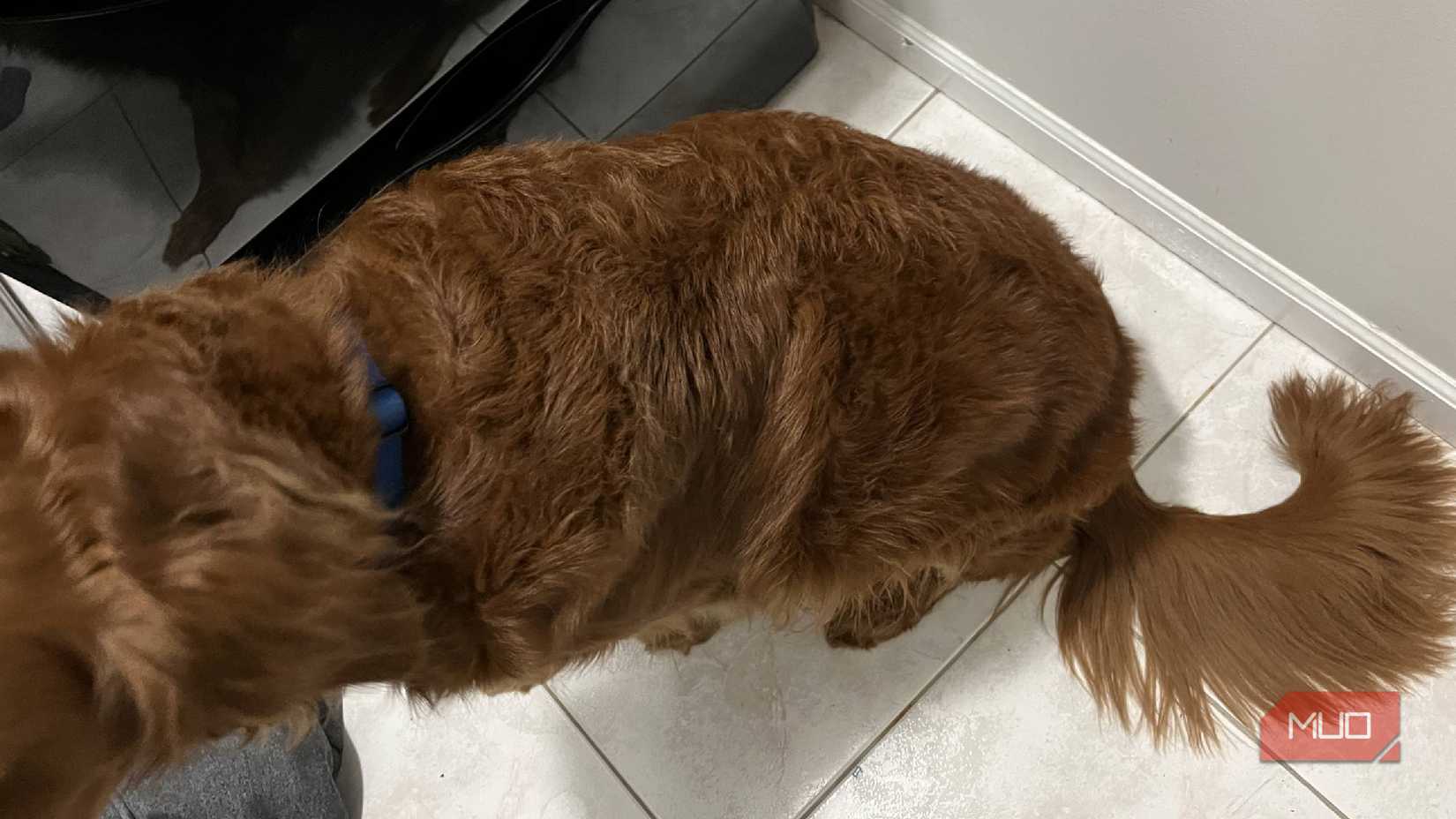 A dog sitting near a dryer
