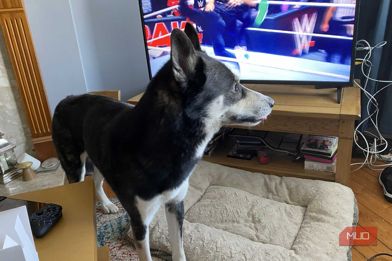 Dave Meikleham's husky in front of a stand-mounted TV