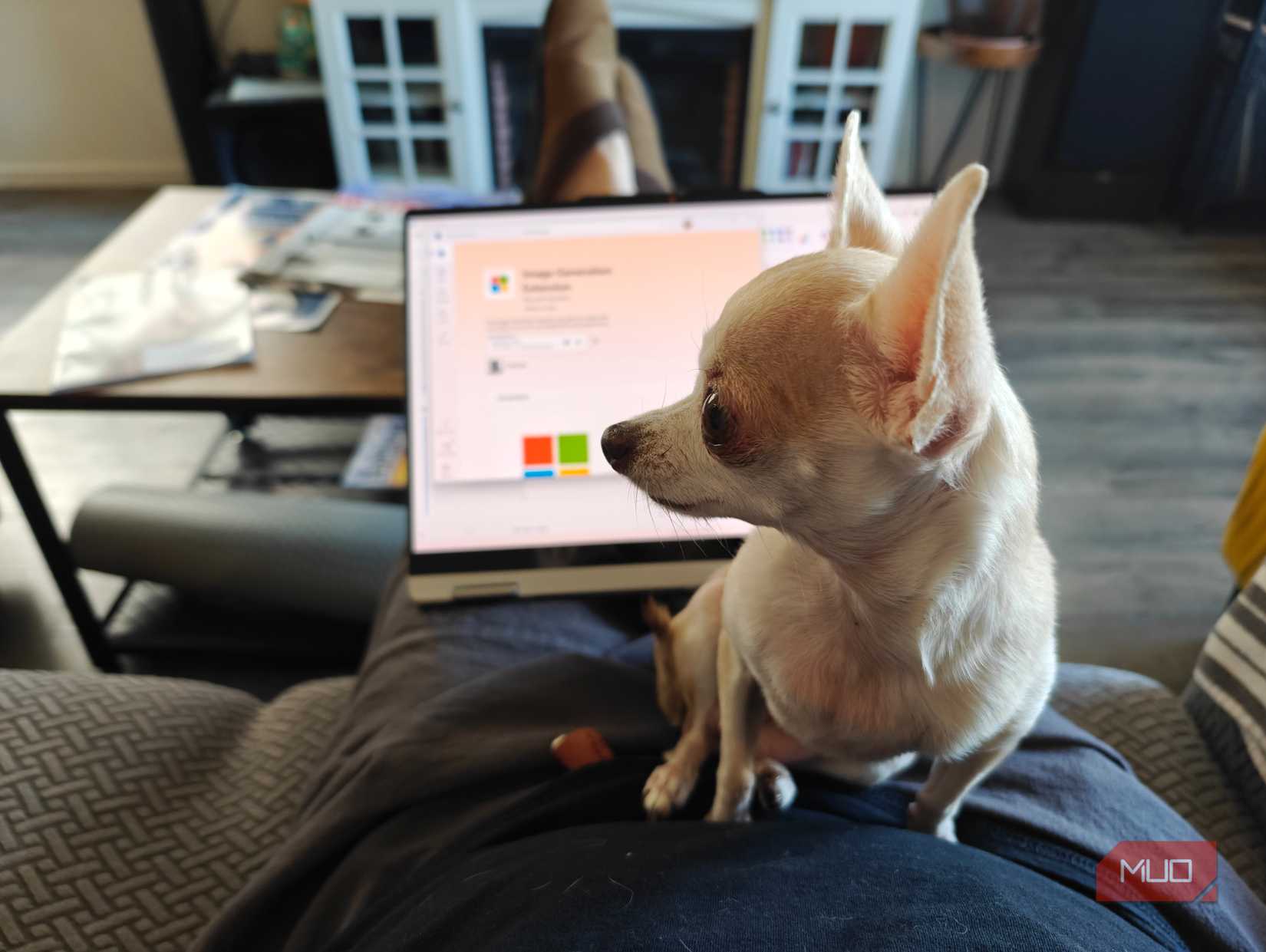 Chihuahua duduk di pangkuan di depan laptop