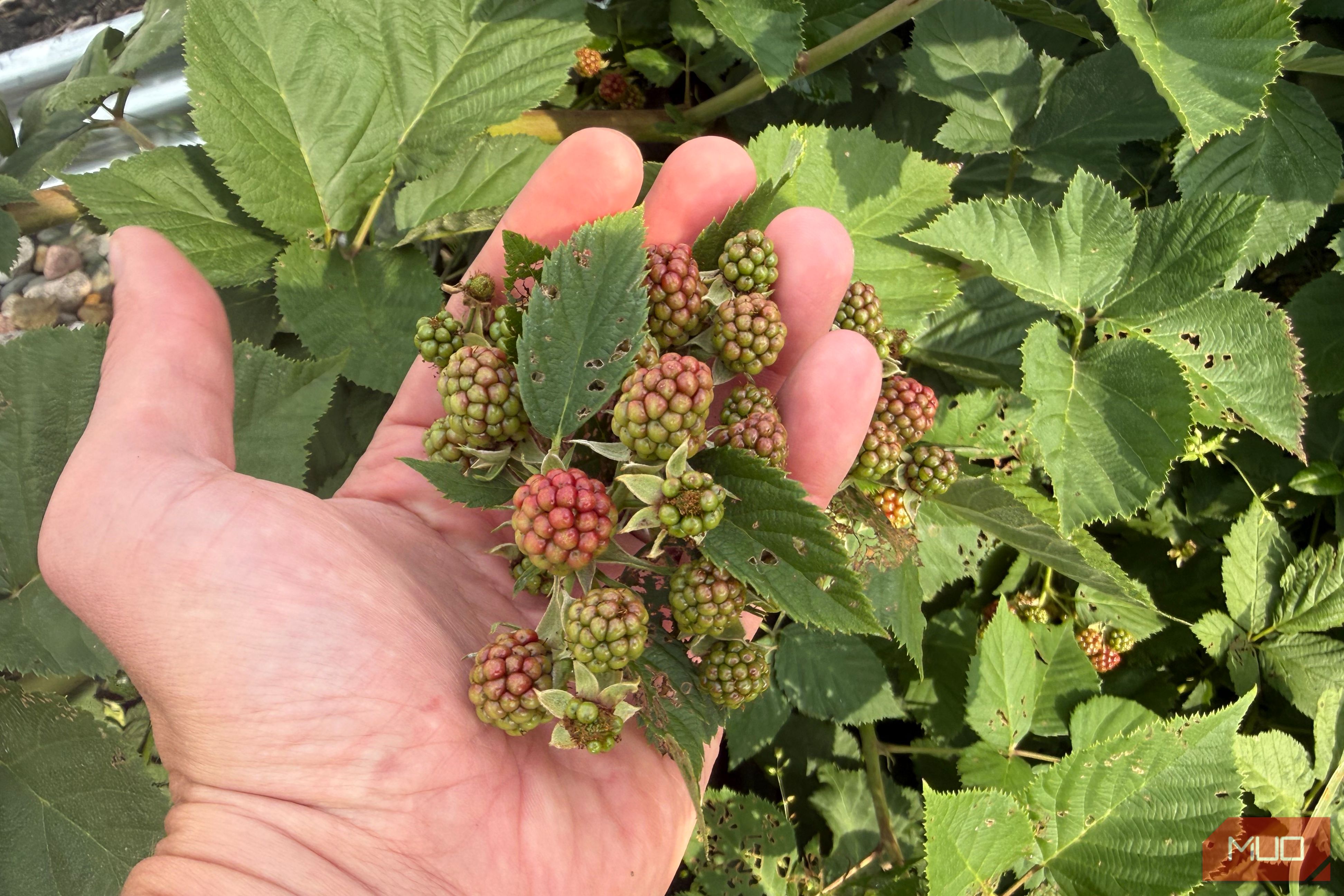 Hand Holding Cluster of Unripe Green Blackberries-1