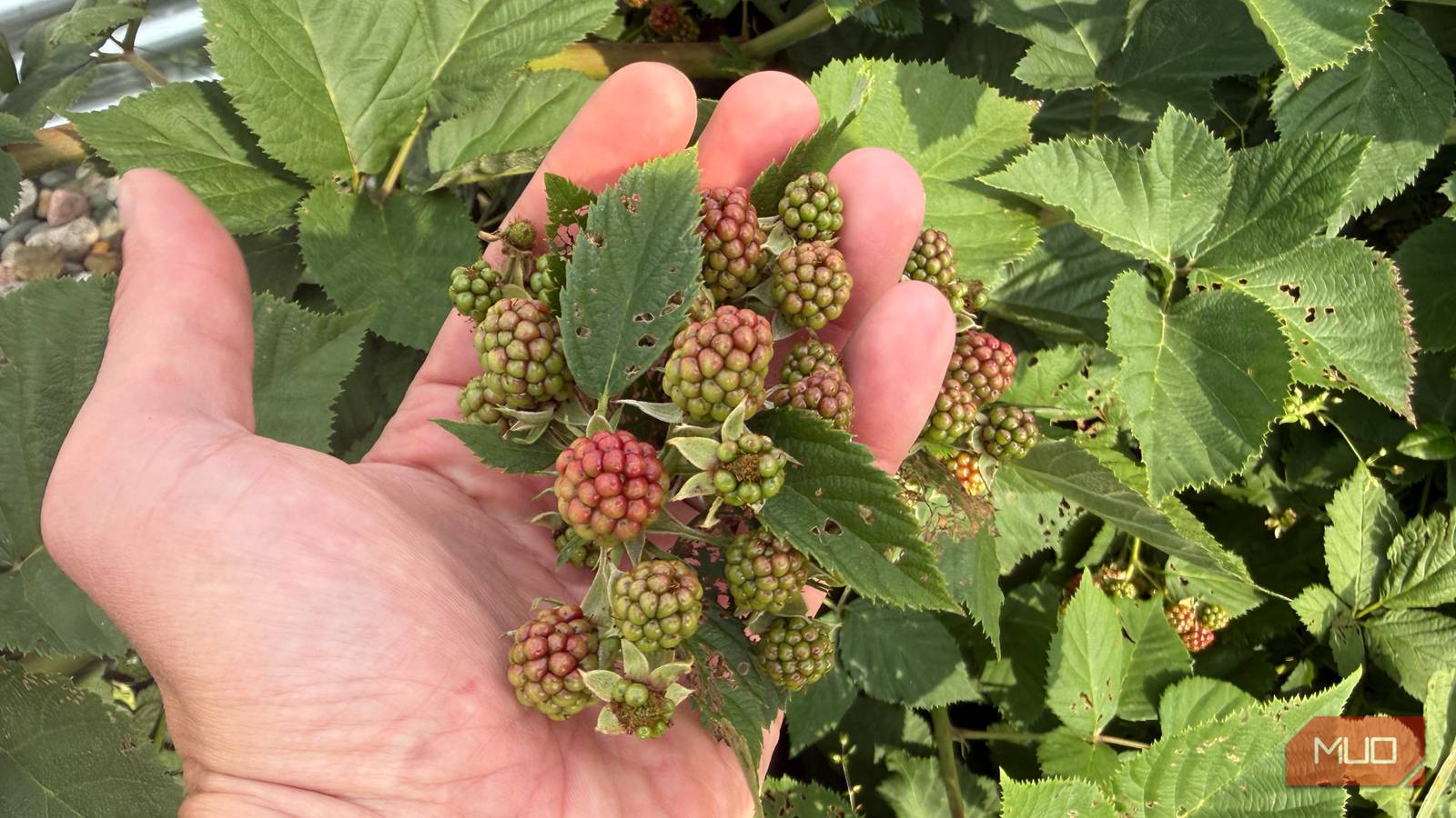 Hand Holding Cluster of Unripe Green Blackberries-1