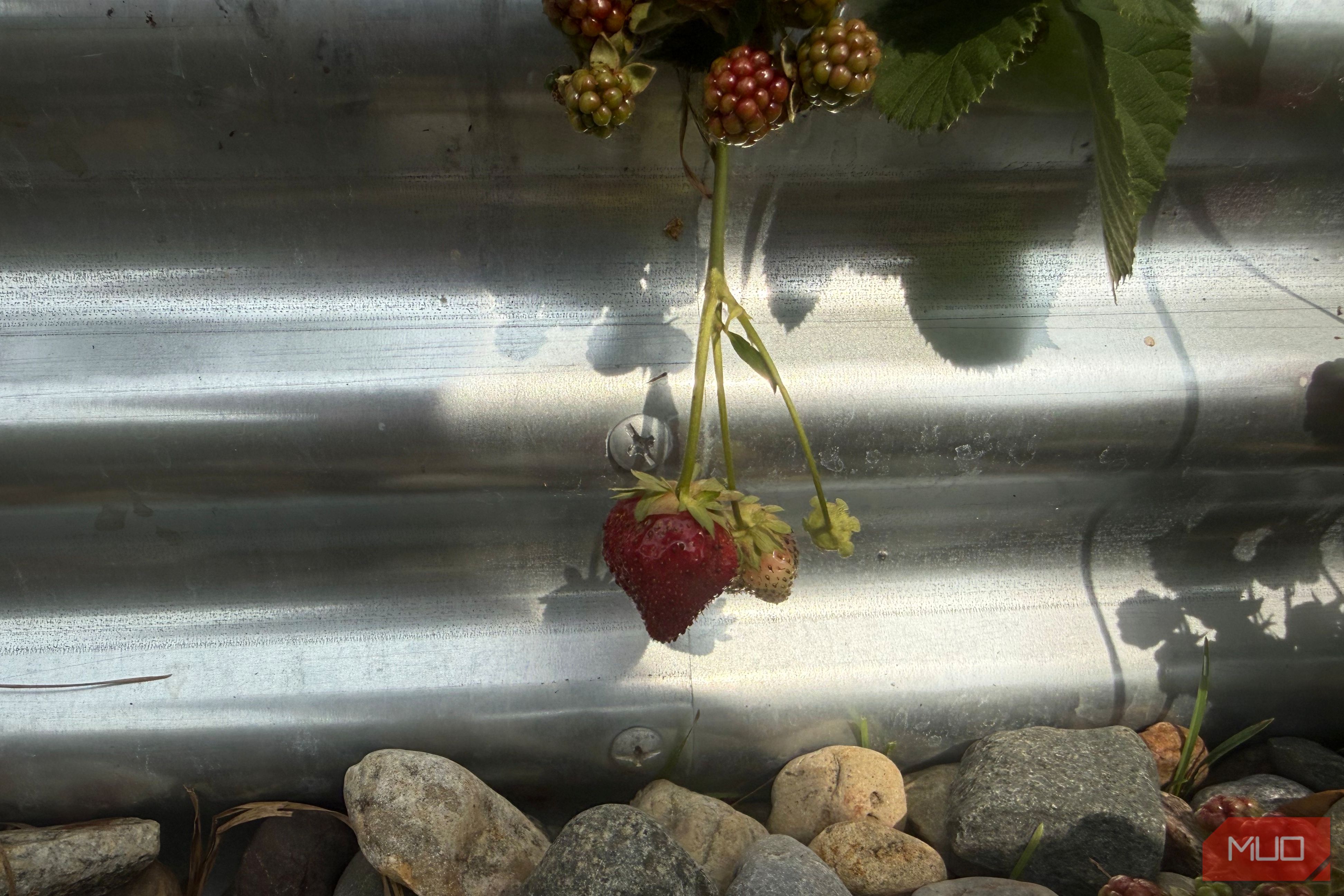 Single Ripe Strawberry Hanging Against Galvanized Bed-1