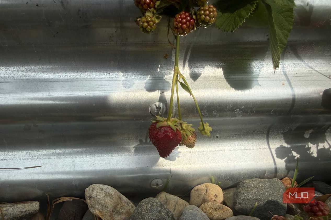 Single Ripe Strawberry Hanging Against Galvanized Bed-1