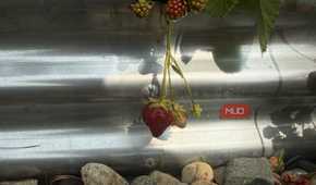 Single Ripe Strawberry Hanging Against Galvanized Bed-1
