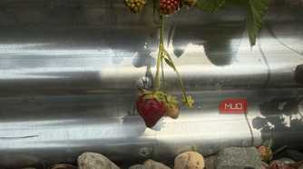 Single Ripe Strawberry Hanging Against Galvanized Bed-1