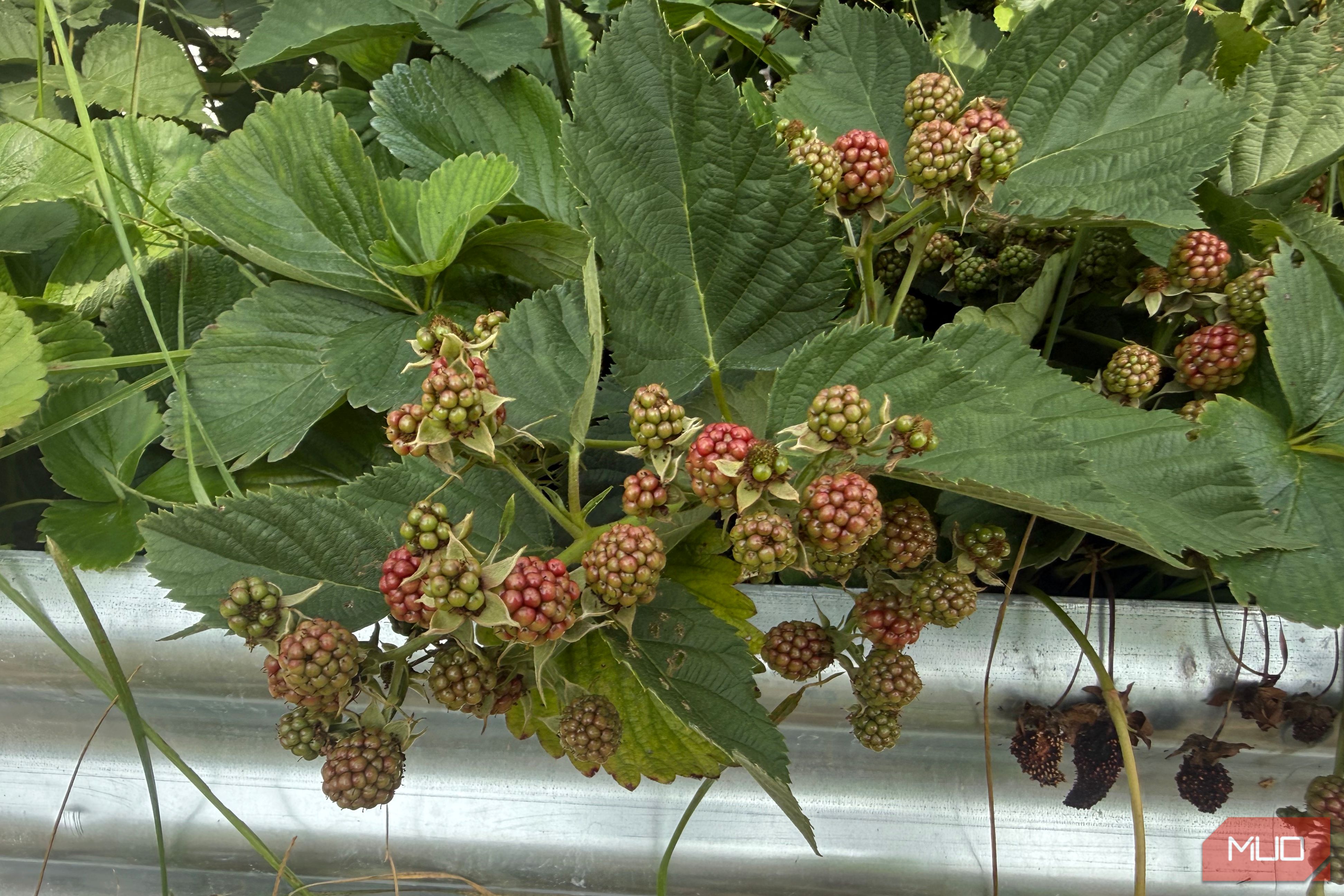 Unripe Blackberry Clusters Ripening on the Plant-1