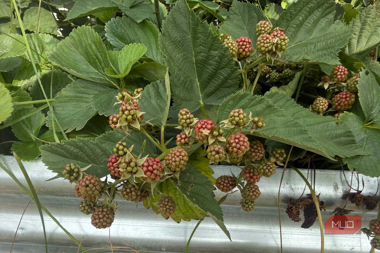 Unripe Blackberry Clusters Ripening on the Plant-1