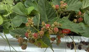 Unripe Blackberry Clusters Ripening on the Plant-1