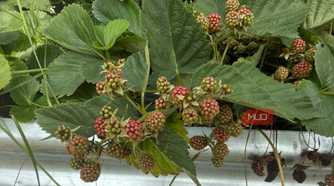Unripe Blackberry Clusters Ripening on the Plant-1