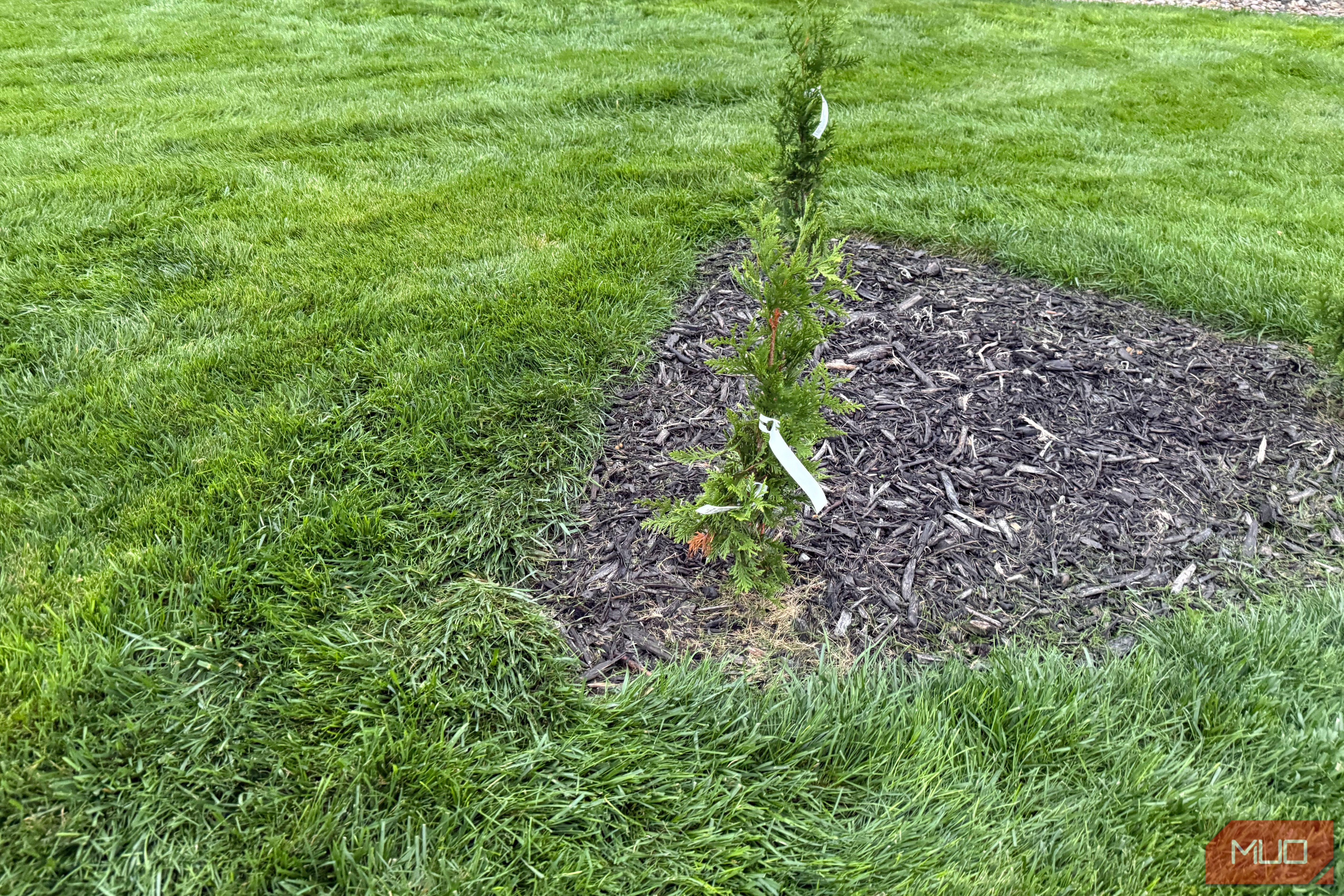 Close-up of newly planted arborvitae with nursery tag in mulch