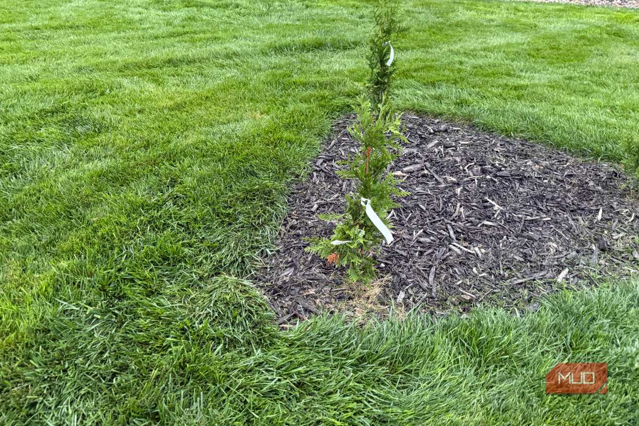 Close-up of newly planted arborvitae with nursery tag in mulch