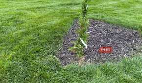 Close-up of newly planted arborvitae with nursery tag in mulch