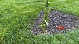Close-up of newly planted arborvitae with nursery tag in mulch