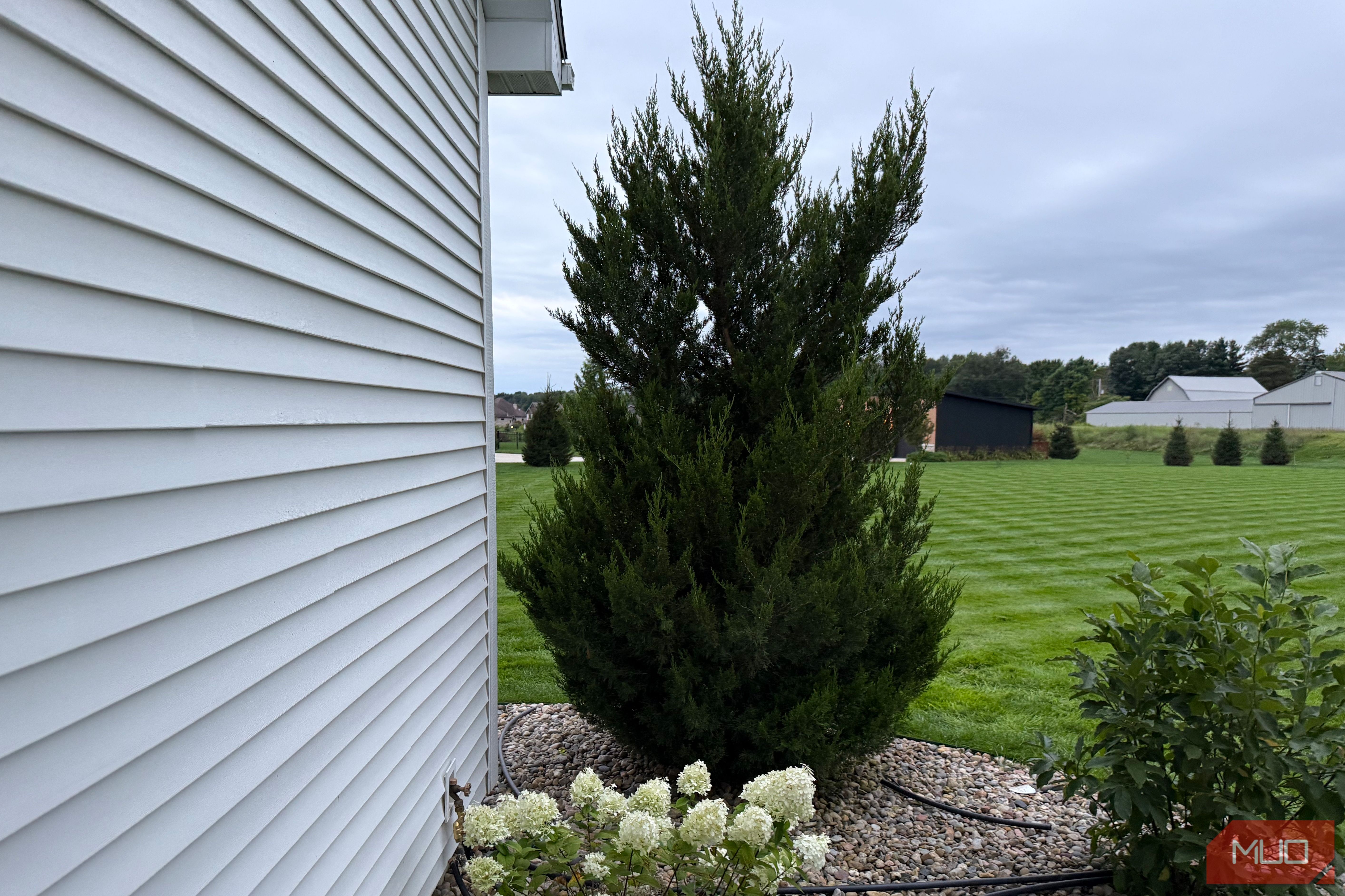 Juniper evergreen and hydrangeas beside white house siding