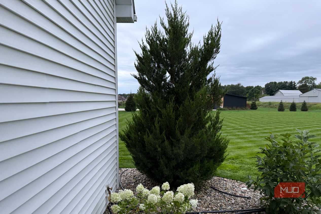 Juniper evergreen and hydrangeas beside white house siding