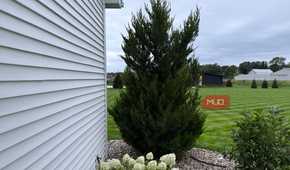 Juniper evergreen and hydrangeas beside white house siding