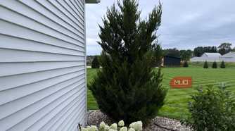 Juniper evergreen and hydrangeas beside white house siding
