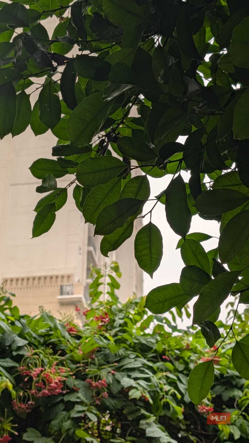 Leaves shot on Pixel 11 Pro XL