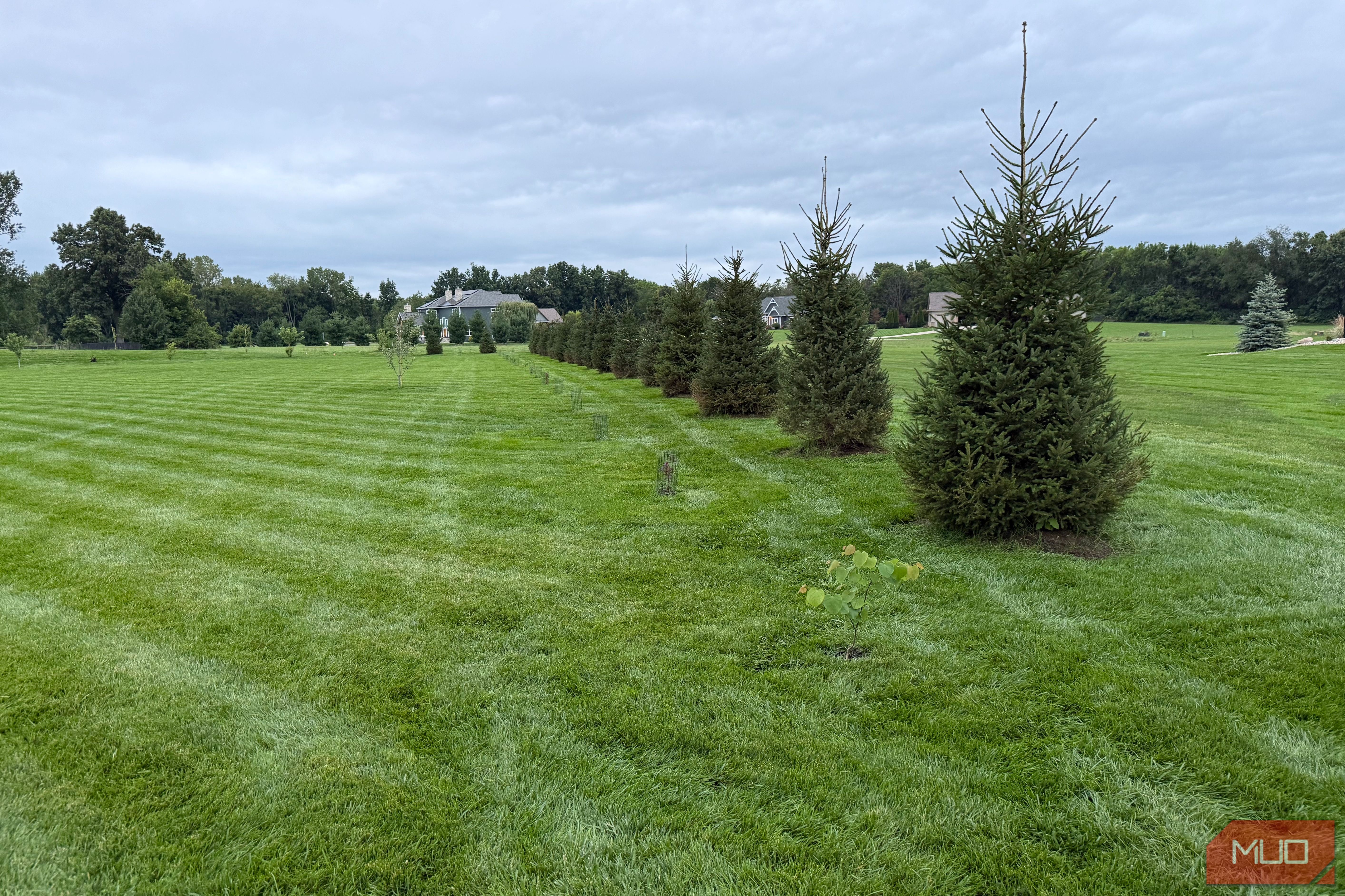 Line of young spruce trees planted along the lawn