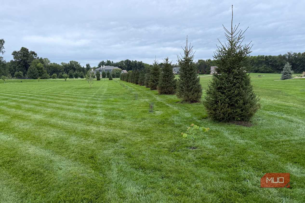 Line of young spruce trees planted along the lawn
