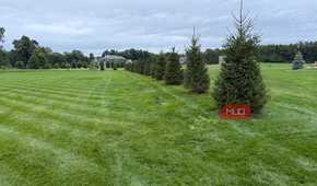 Line of young spruce trees planted along the lawn