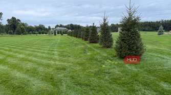 Line of young spruce trees planted along the lawn