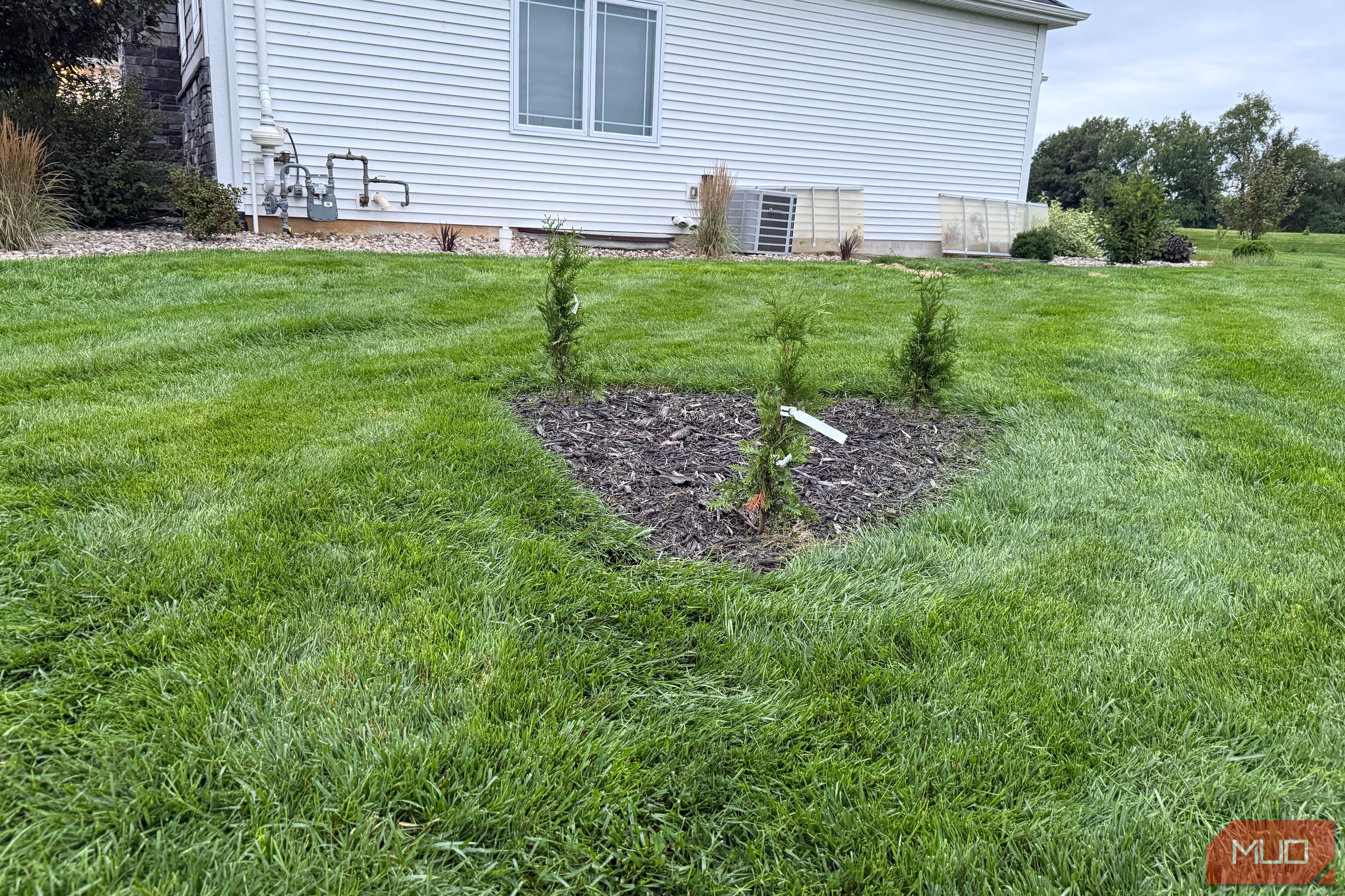 Newly planted arborvitae in mulch bed beside white house