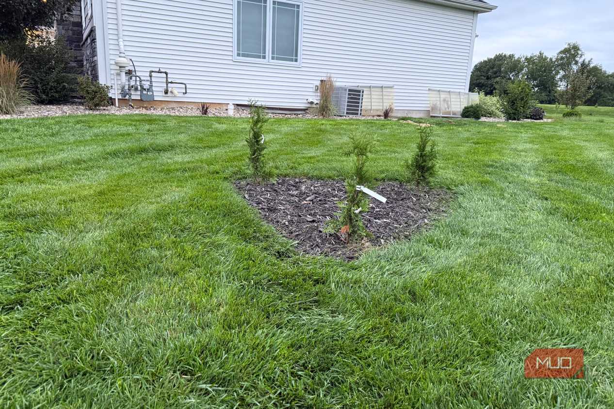 Newly planted arborvitae in mulch bed beside white house