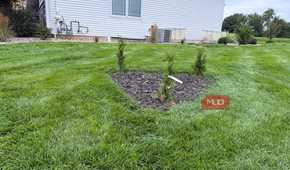 Newly planted arborvitae in mulch bed beside white house