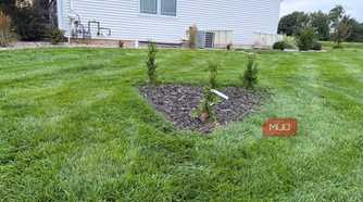Newly planted arborvitae in mulch bed beside white house