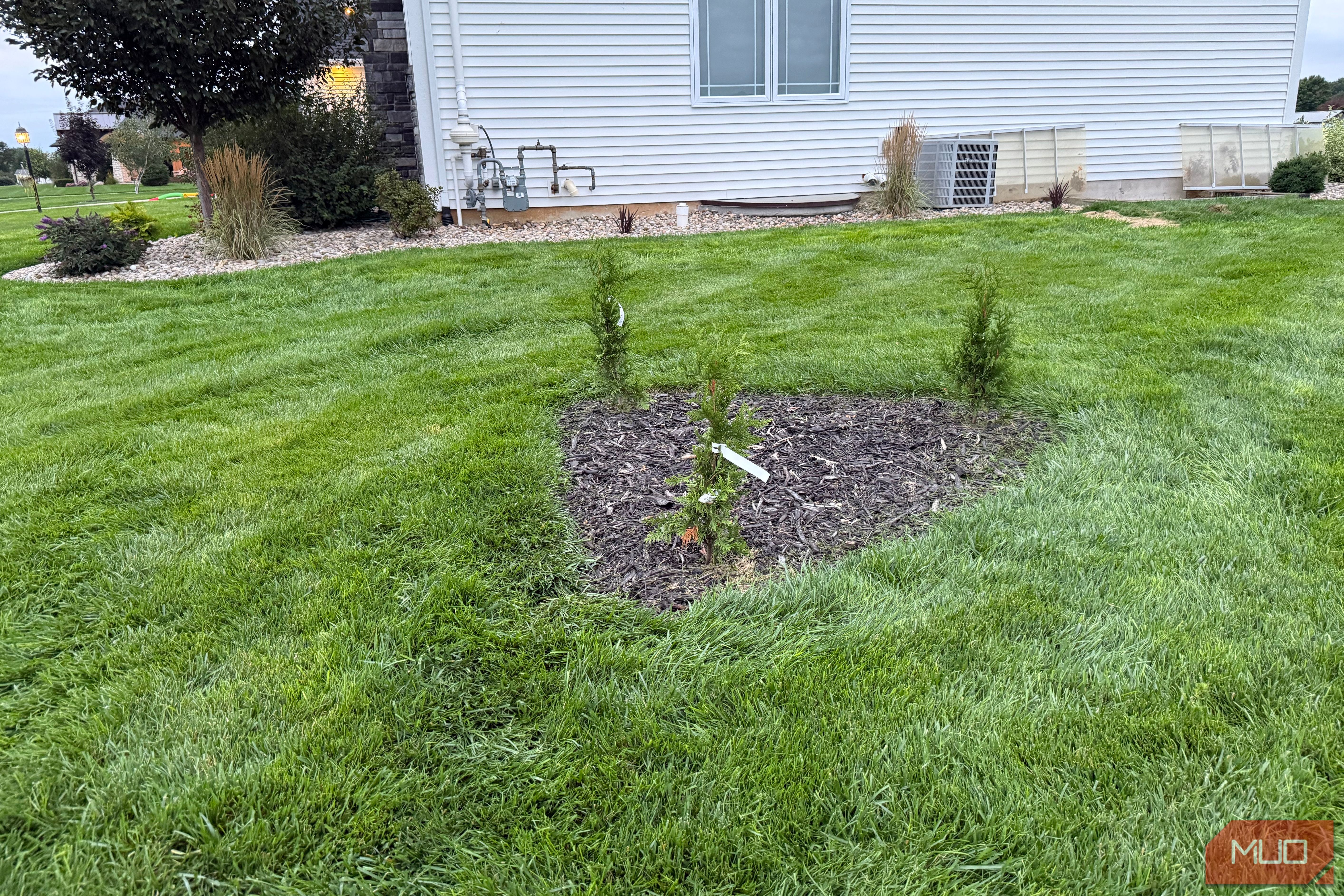 Row of newly planted arborvitae in mulch bed by house corner