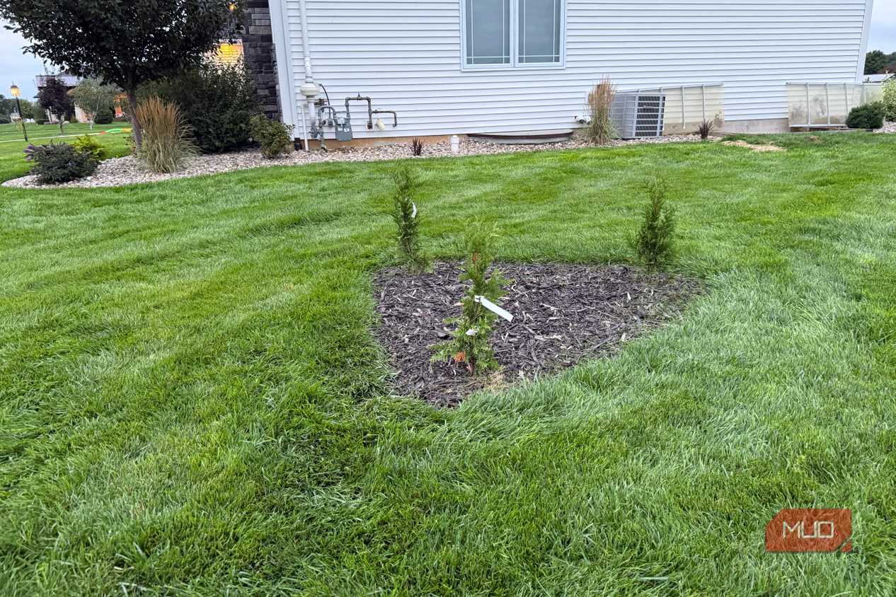 Row of newly planted arborvitae in mulch bed by house corner