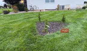 Row of newly planted arborvitae in mulch bed by house corner