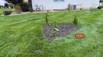 Row of newly planted arborvitae in mulch bed by house corner