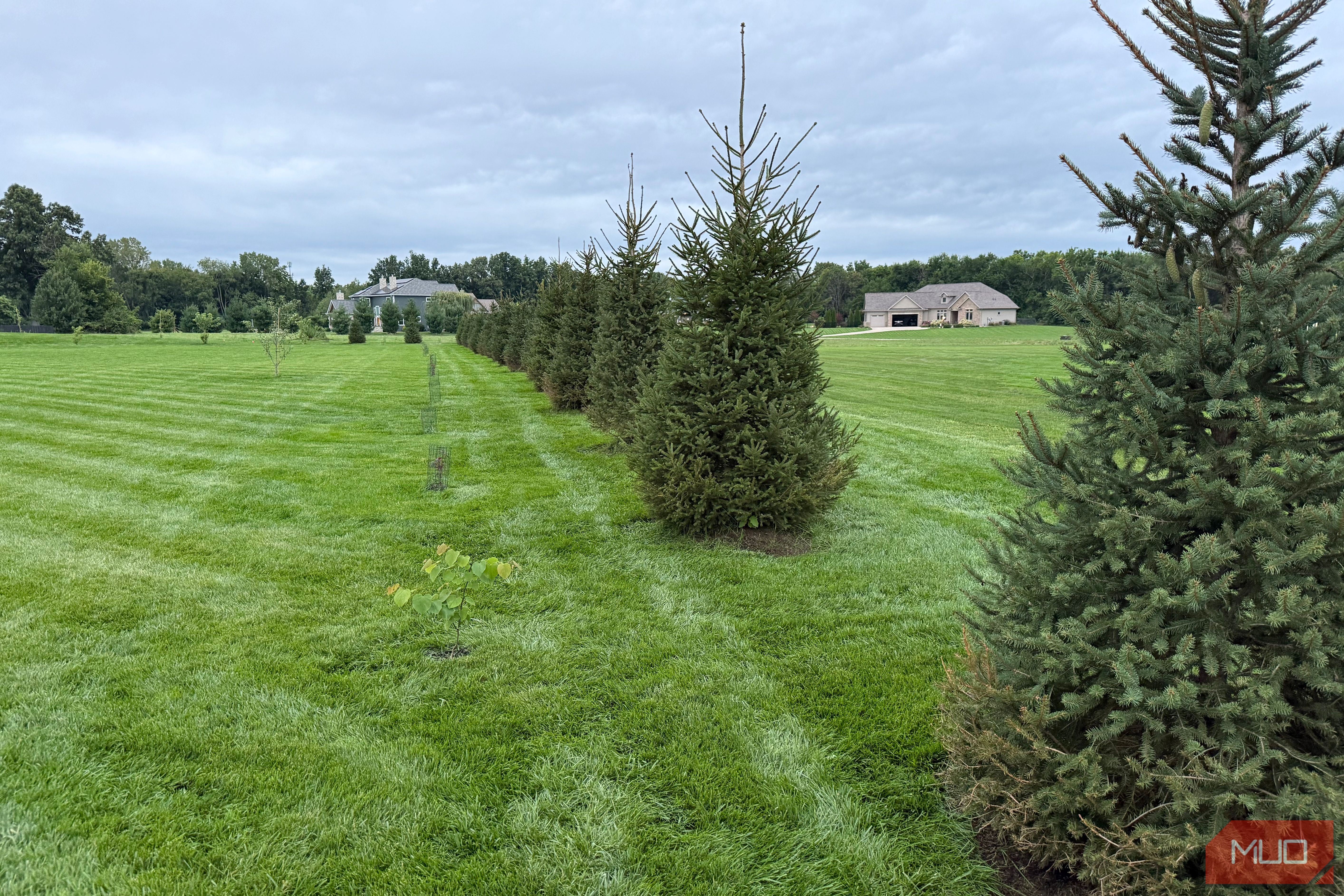 Row of spruce privacy trees along a mowed lawn