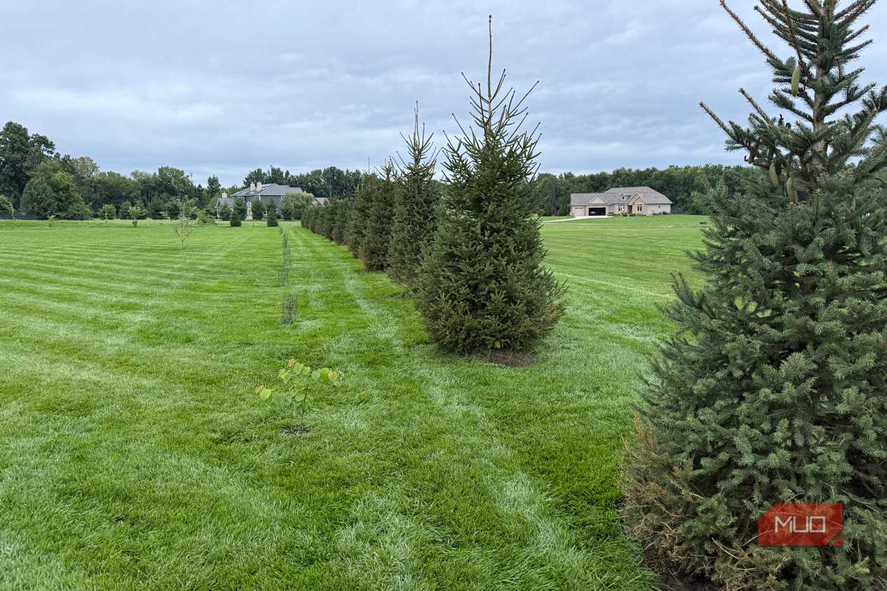 Row of spruce privacy trees along a mowed lawn