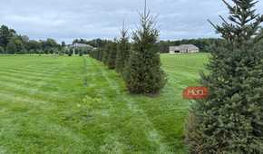 Row of spruce privacy trees along a mowed lawn