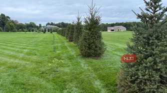 Row of spruce privacy trees along a mowed lawn