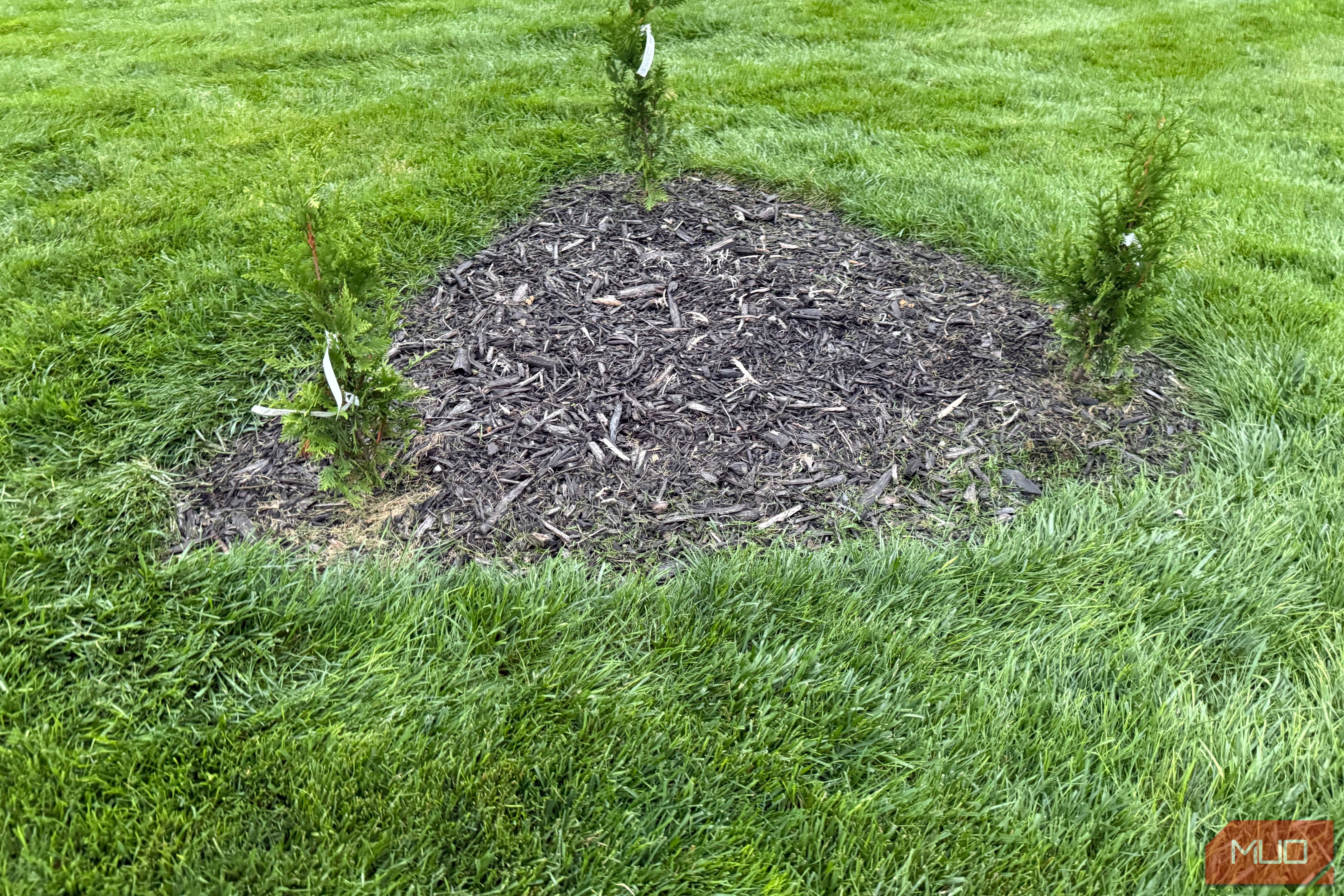 Small arborvitae shrubs in a mulch bed beside the house