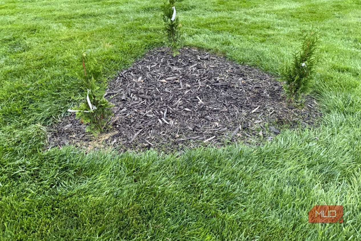 Small arborvitae shrubs in a mulch bed beside the house