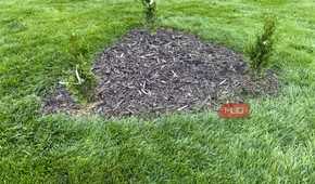 Small arborvitae shrubs in a mulch bed beside the house