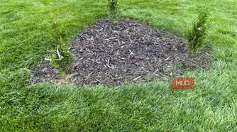 Small arborvitae shrubs in a mulch bed beside the house