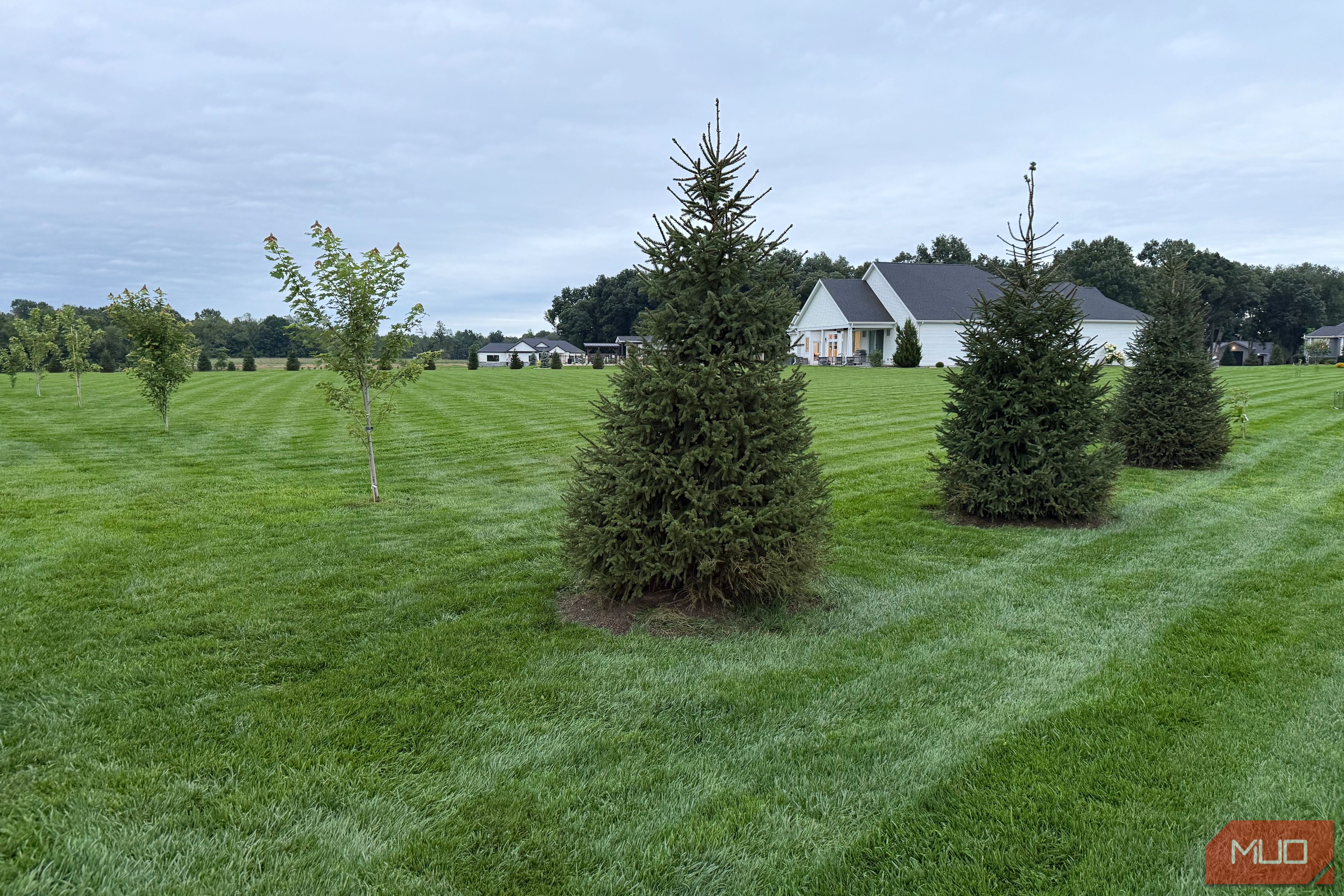Spruce trees and a young maple on a striped lawn with house behind