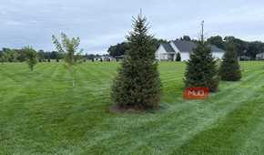 Spruce trees and a young maple on a striped lawn with house behind