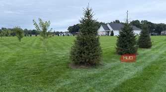 Spruce trees and a young maple on a striped lawn with house behind