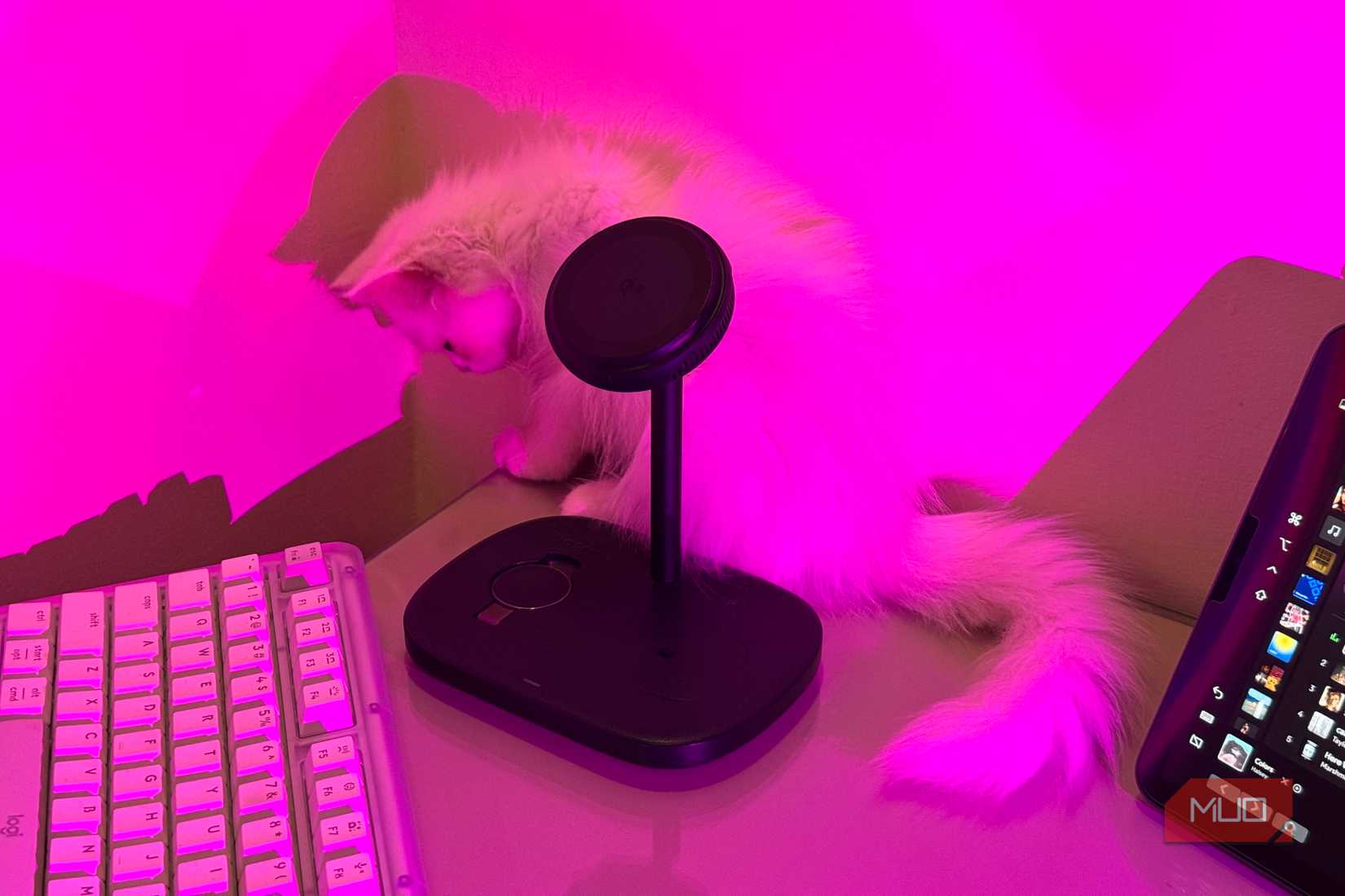 White kitten pawing at charging stand