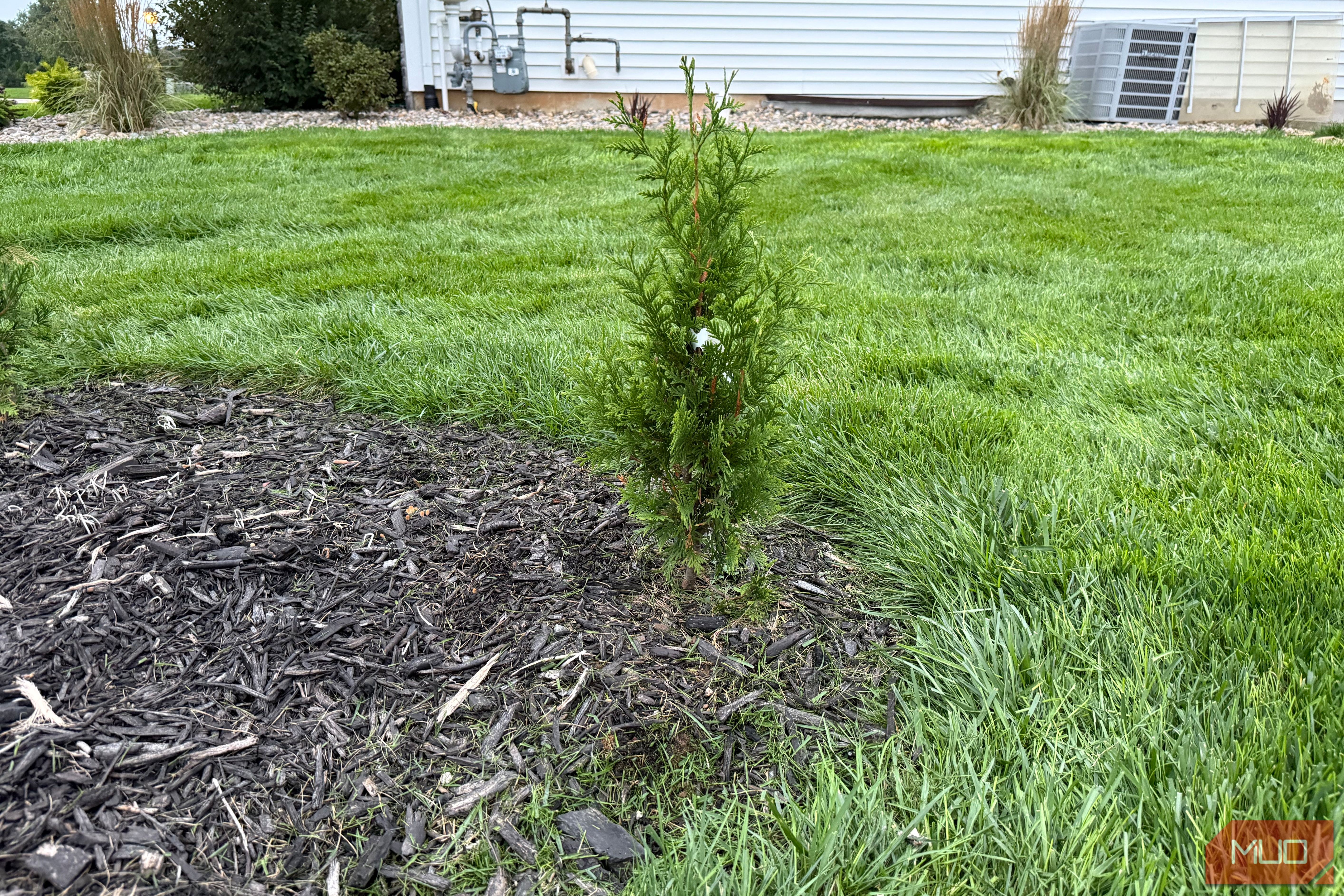 Young arborvitae shrub at the edge of a mulch bed