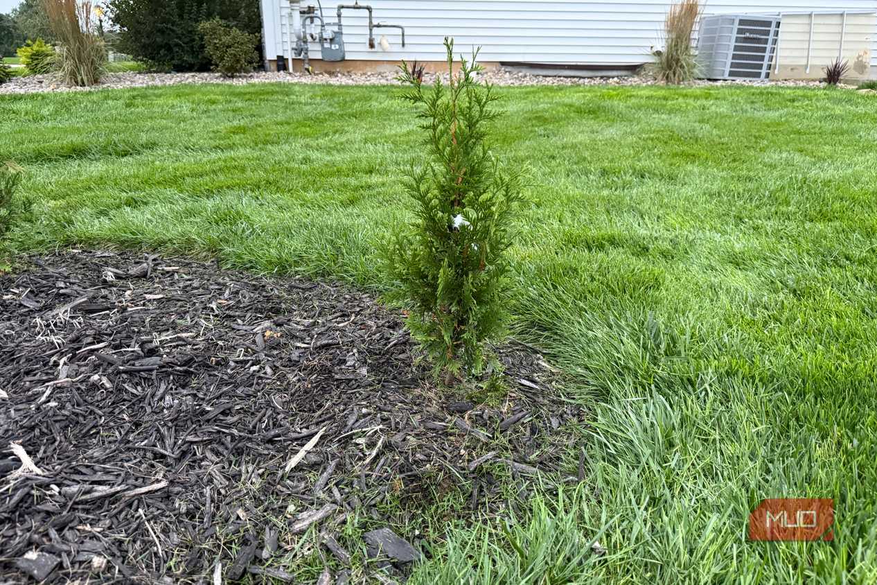 Young arborvitae shrub at the edge of a mulch bed
